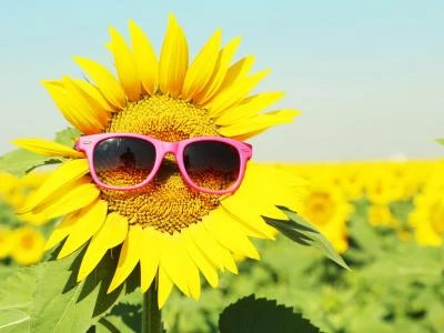 Sunflower-with-sunglasses