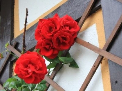 rose on trellis