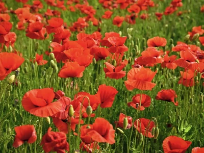 poppies, poppy, remembrance sunday, remembrance day