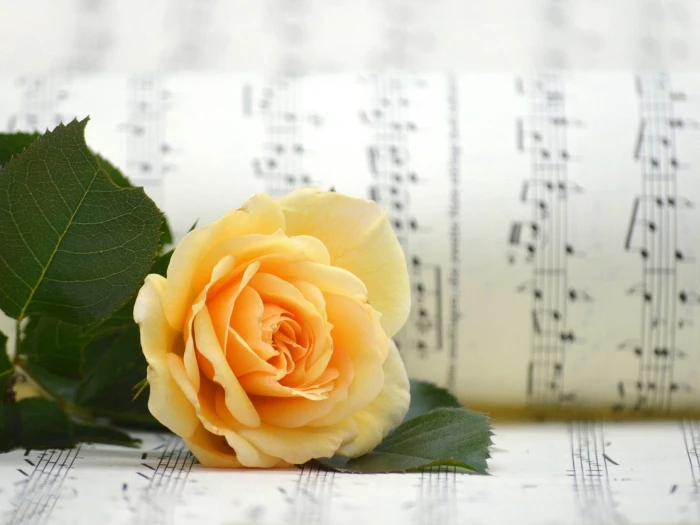 A yellow rose laying on some sheet music