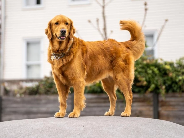 Golden Retriever