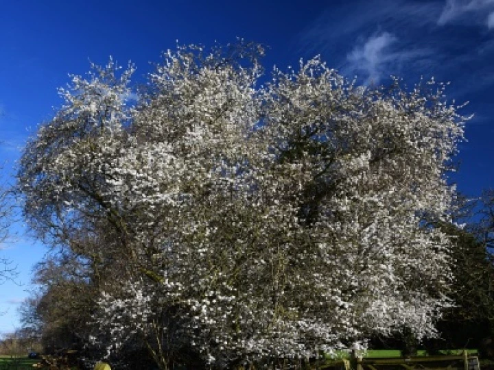 February Blossom