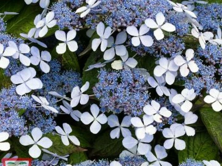 Blue Hydrangea