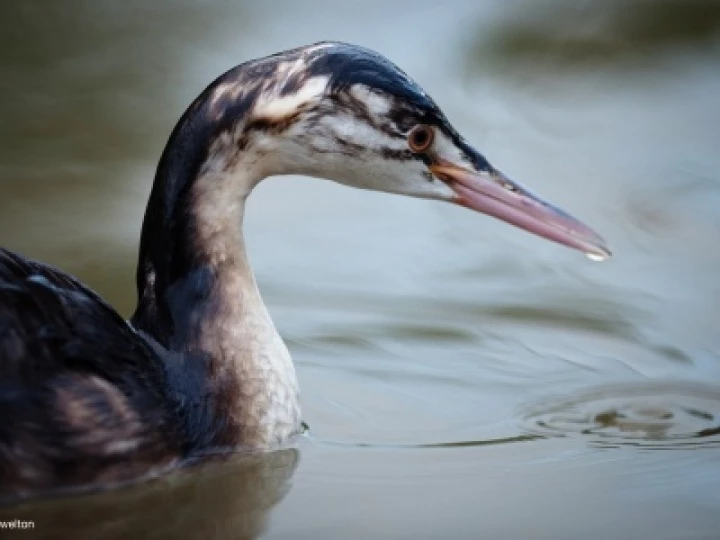 Grebe