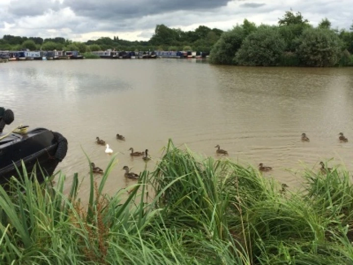 Mallard Ducks