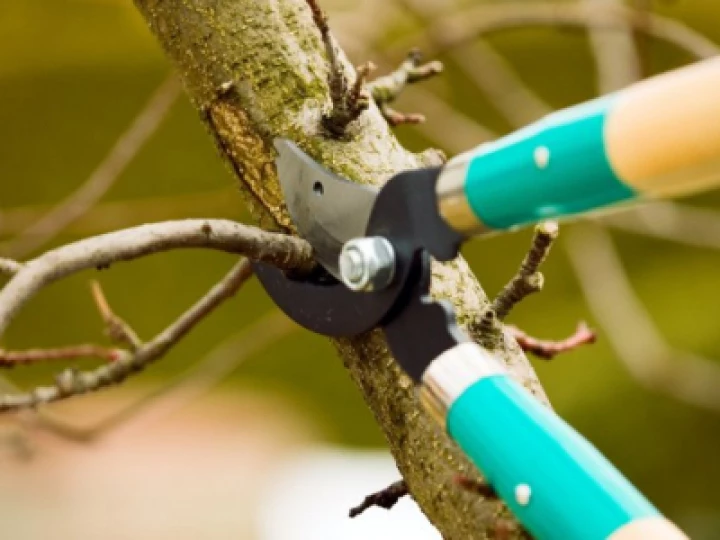 Pruning