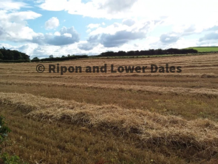 Barley field harvested