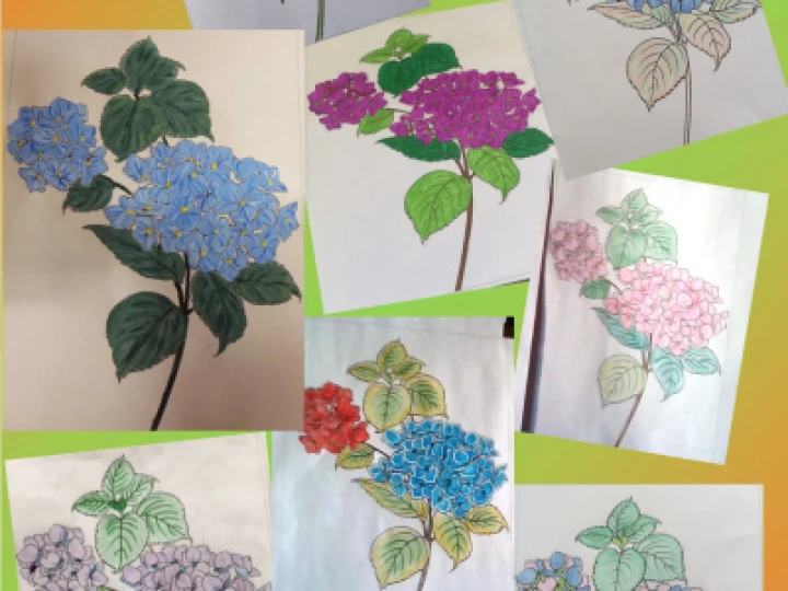 hydrangeas collage