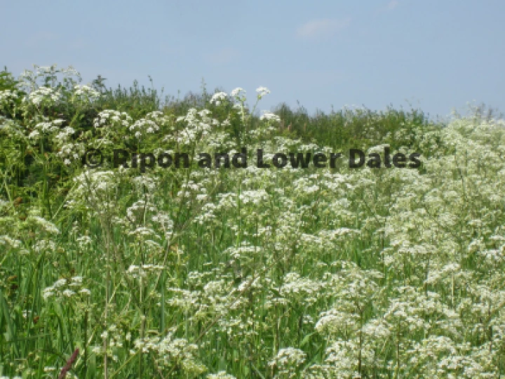 Cow parsley Summer