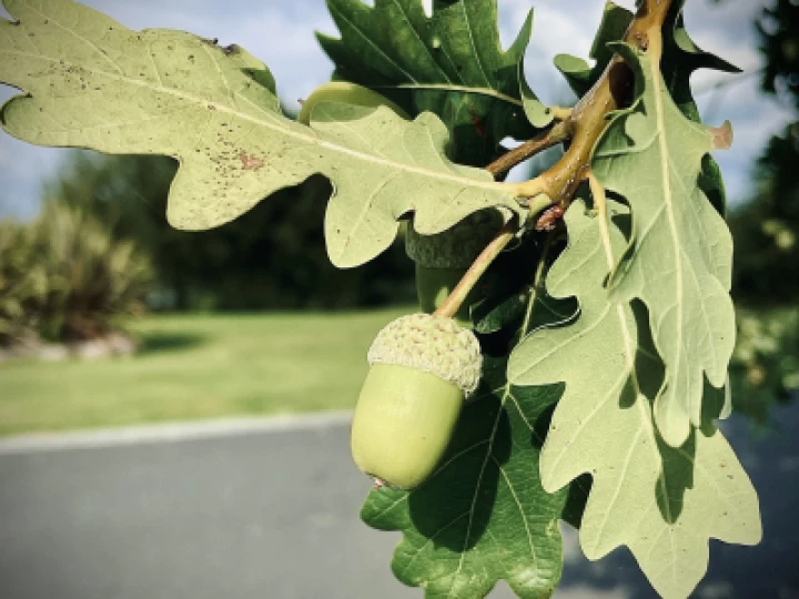 acorn