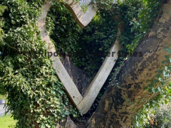 Heart in a tree