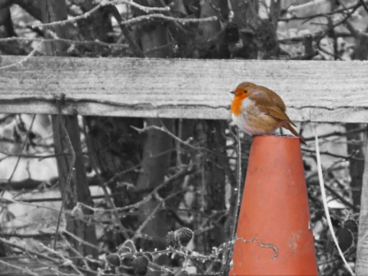 #Round Robin_S0050