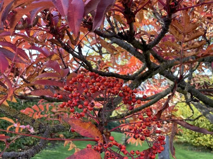 Autumn garden