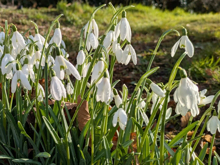 More Snowdrops