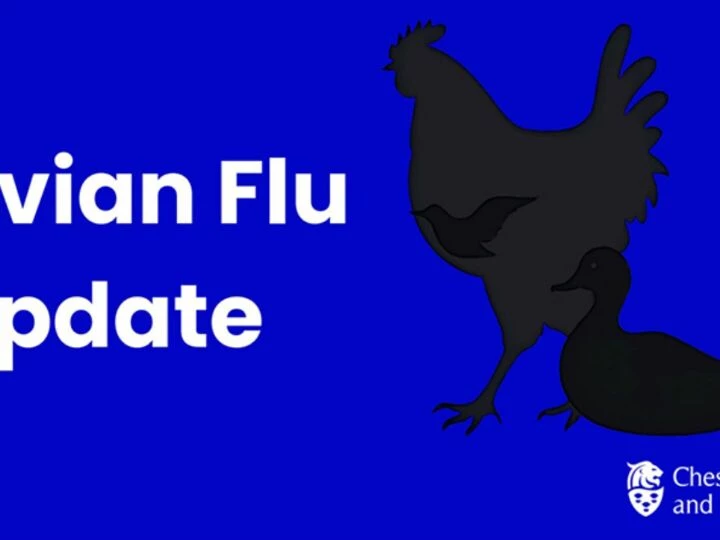 Avian Flu