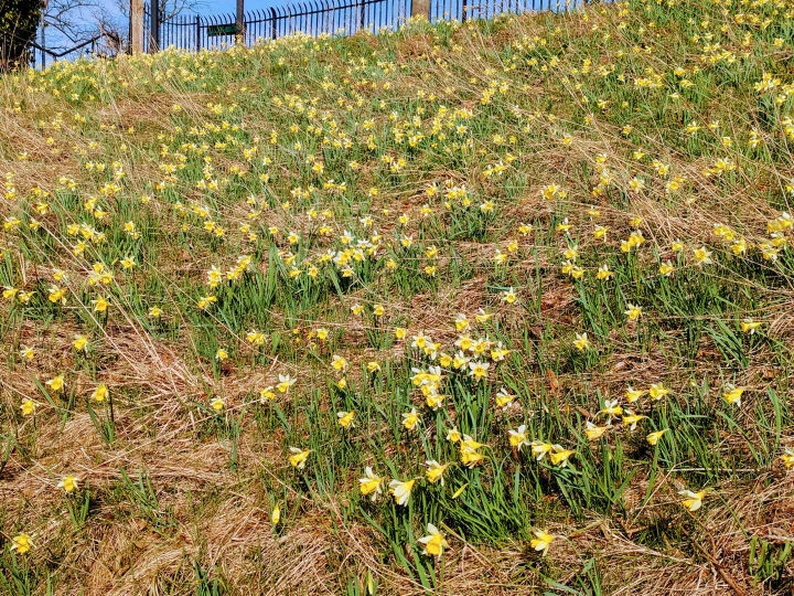 #R Daffodil Bank_pxl_20250308_120122367~2