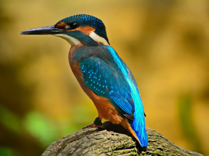 Kingfisher perched on a branch
