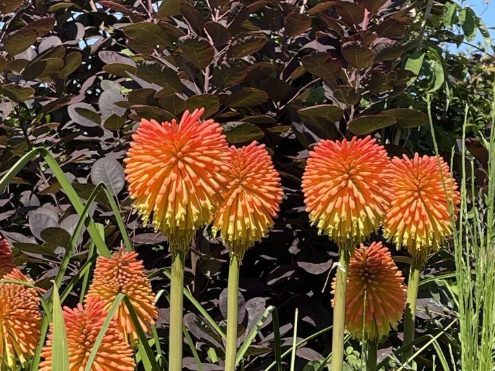 August25 garden