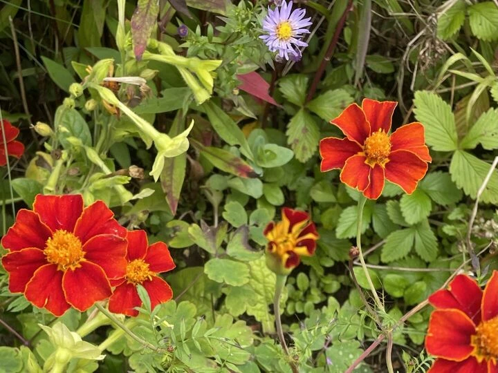 Autumn garden