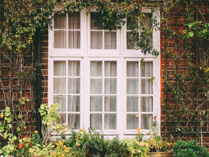 Window With Plants