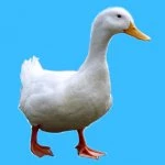 Aylesbury Duck on blue
