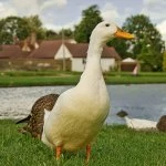 Stately Duck