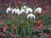 snowdrops 04