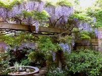 Turn-end-garden-wisteria