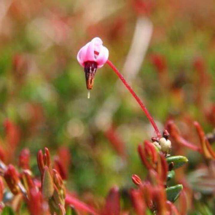 Cranberry