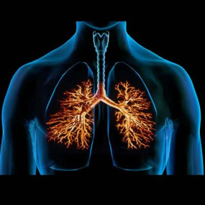 Lungs 01