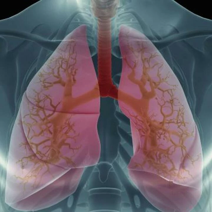 Lungs 02