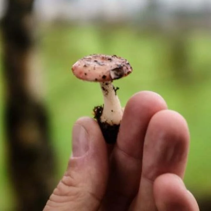 Fungal Foray 12
