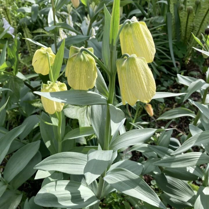 Wollerton 4