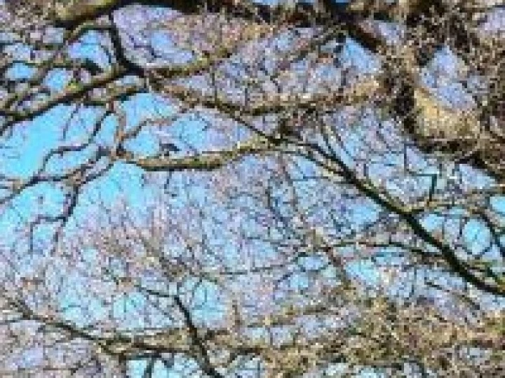 Ancient Trees