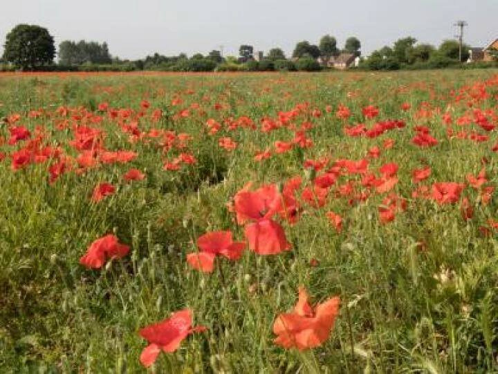 Glebe Poppies 2017