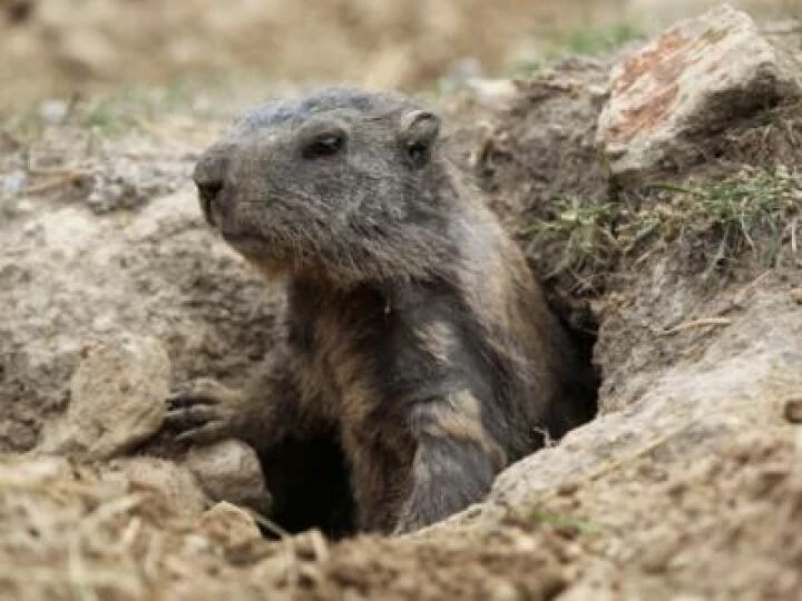 Mole