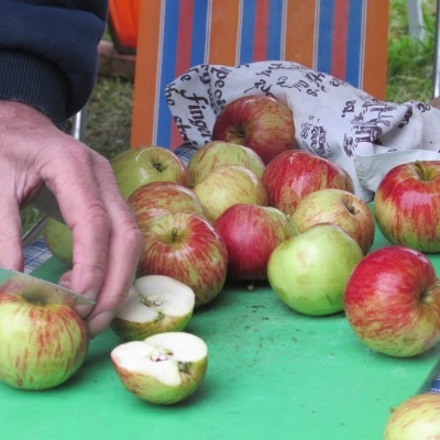 Apple Pressing (1) 2015