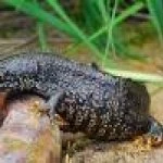 Great crested newts
