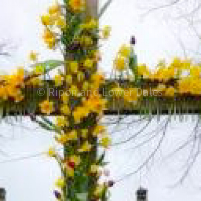 Daffodil Cross 1