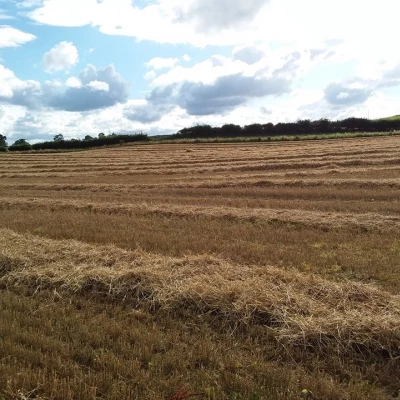 Barley field harvested