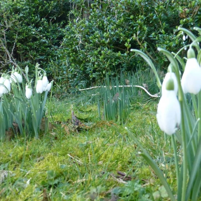 Snowdrops