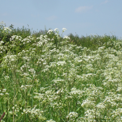 Cow parsley Summer