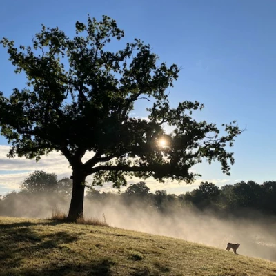 Misty Turnpike