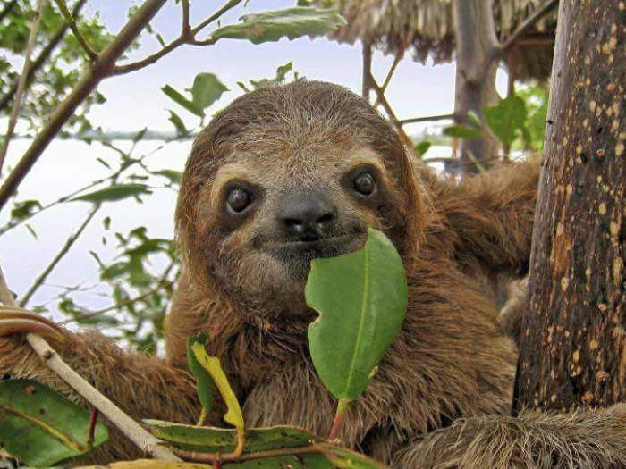 Brown-Throated-Three-Toed-Sloth-Fullsize