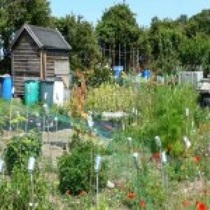 allotment51