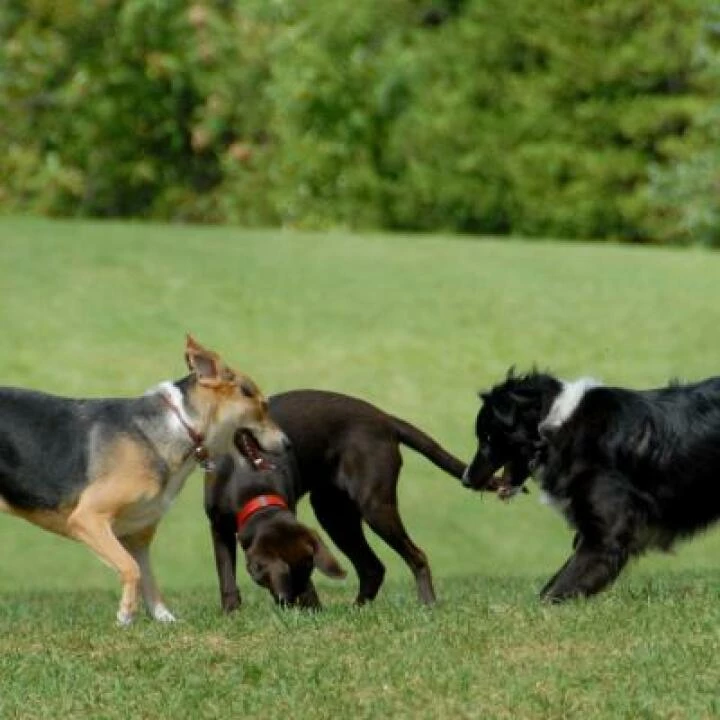 dog-park