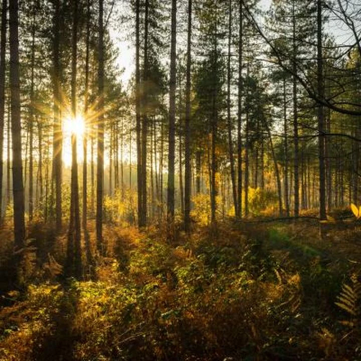 Delamere Forest