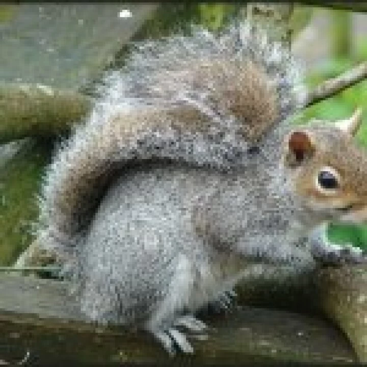 grey-squirrel