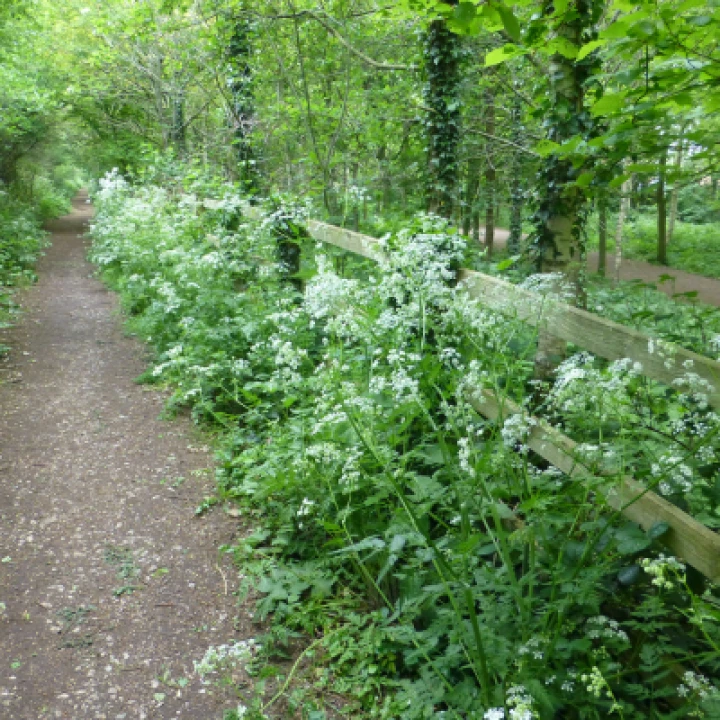 TCW Cow Parsley