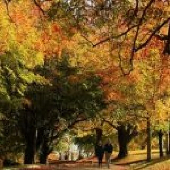 autumn trees
